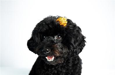 《GT赛车7》12月更新正式上线 添加5辆新车